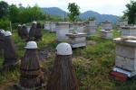 Old and new bee hives